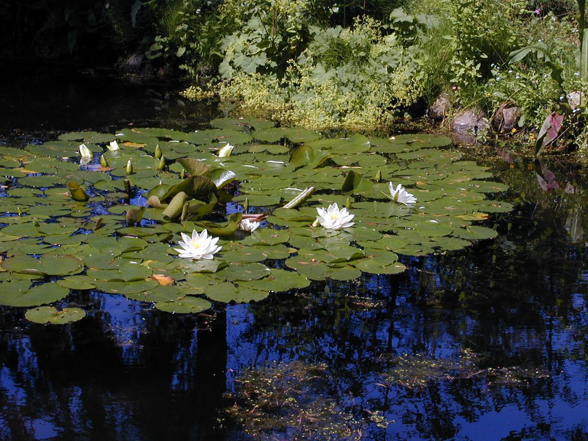 Seerose Alt Wendischthun Екстер'єр фото